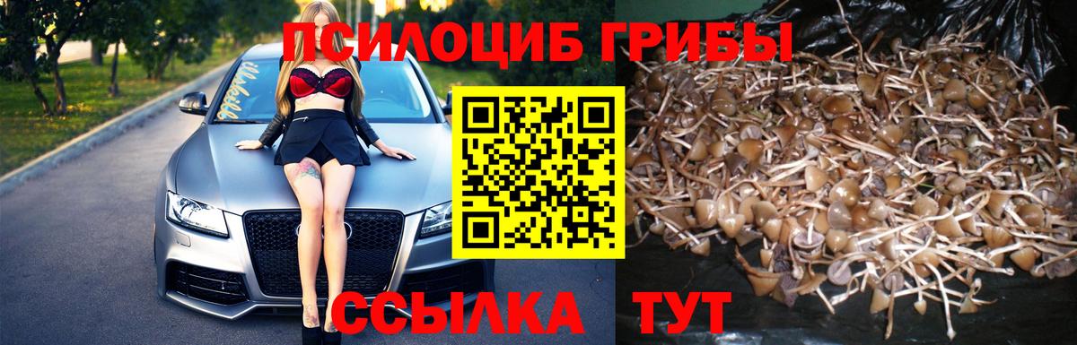 Галлюциногенные грибы Psilocybe Сердобск